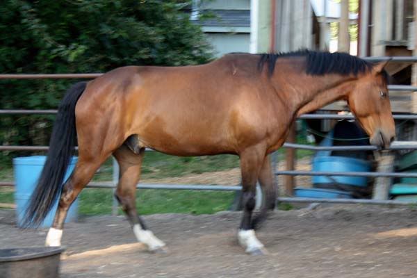 IMAGE(http://i83.photobucket.com/albums/j294/monsterpony/dudleywalkS.jpg)