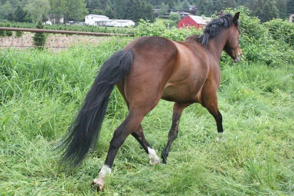 IMAGE(http://i83.photobucket.com/albums/j294/monsterpony/dudtrotrear.jpg)