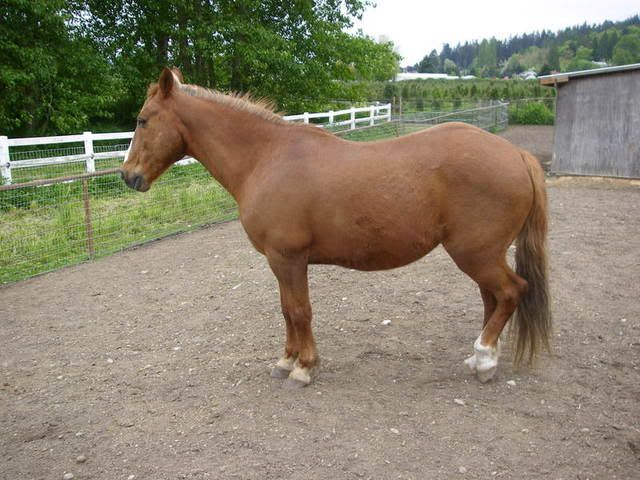 IMAGE(http://i83.photobucket.com/albums/j294/monsterpony/horsepics056.jpg)