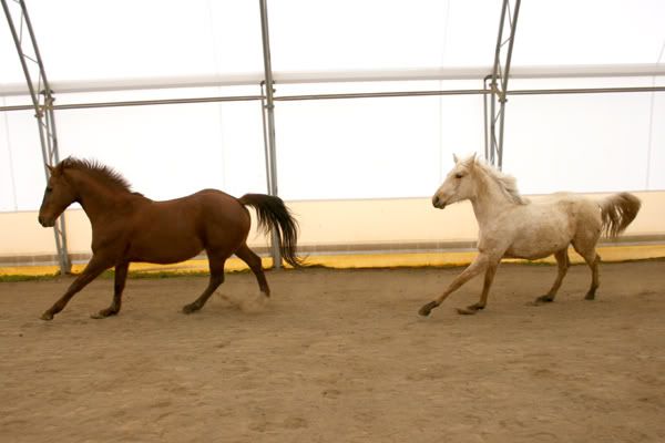 IMAGE(http://i83.photobucket.com/albums/j294/monsterpony/rosalyndianacanter.jpg)
