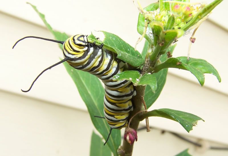 Monarch caterpillar chowing on Milkweed Pictures, Images and Photos
