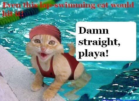 swimming-cat.jpg