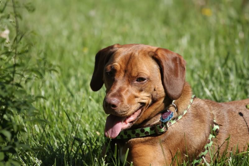 IMAGE: http://i83.photobucket.com/albums/j300/painter4life05/DPP_0180.jpg