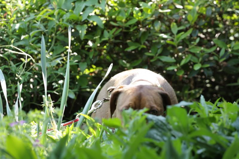 IMAGE: http://i83.photobucket.com/albums/j300/painter4life05/DPP_0181.jpg