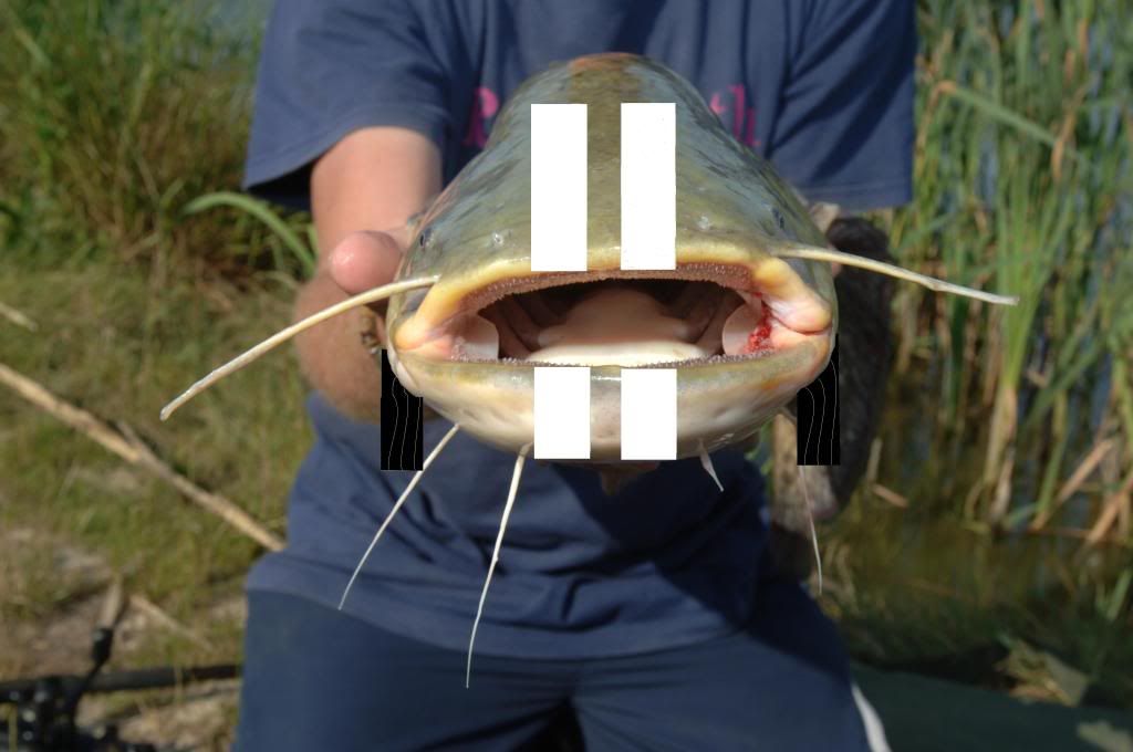 catfish3-1.jpg