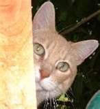 curious cat Pictures, Images and Photos