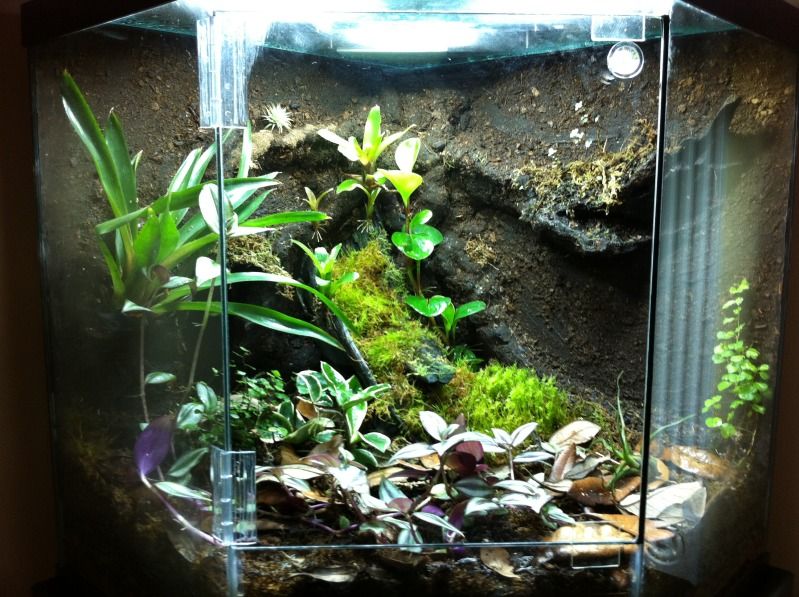 44 gallon corner terrarium Dendroboard