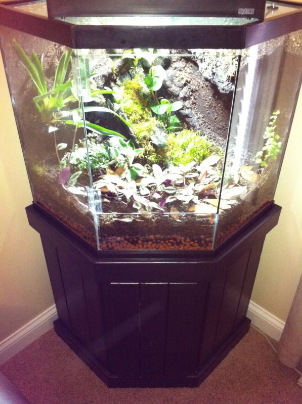 44 gallon corner terrarium Dendroboard