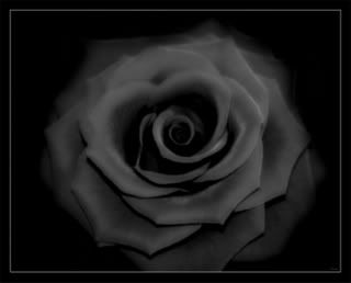 Search_of_Black_rose_by_zardo.jpg