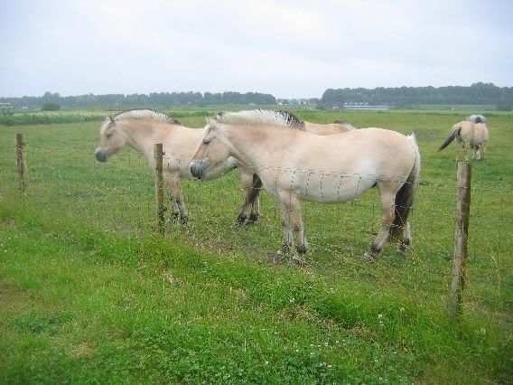 Paarden