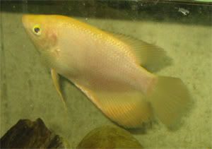 giant_gourami.jpg