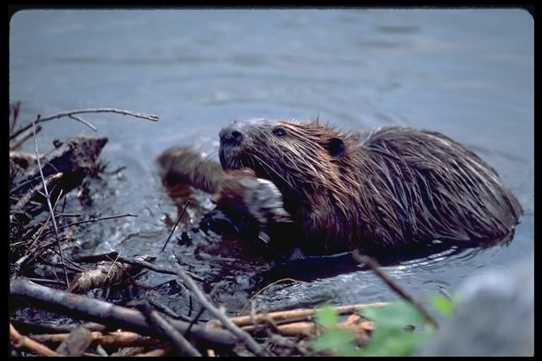 Beaver485050.jpg