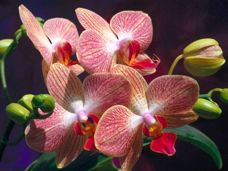 Orchids Avatar