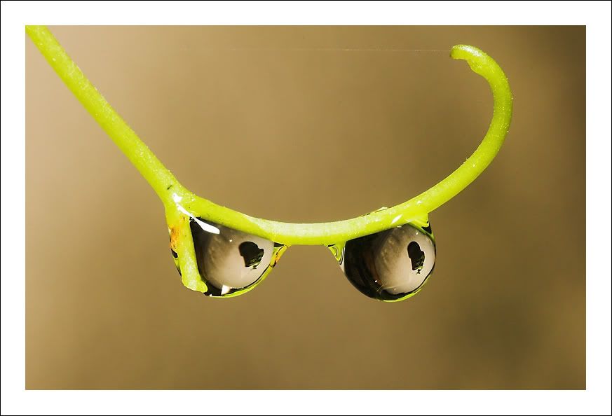IMAGE: http://i83.photobucket.com/albums/j308/aleksa07/eco-sunglasses.jpg