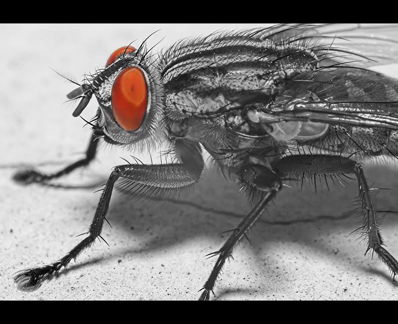 IMAGE: http://i83.photobucket.com/albums/j308/aleksa07/flybw.jpg