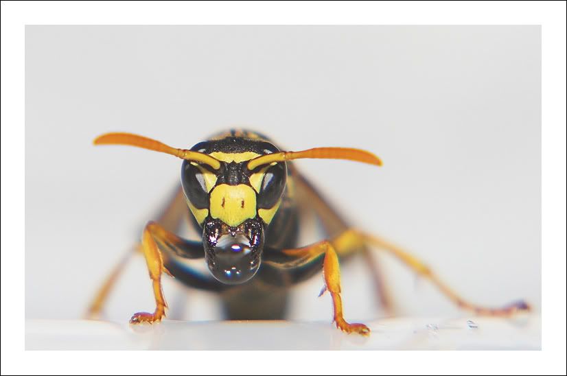 IMAGE: http://i83.photobucket.com/albums/j308/aleksa07/osa008.jpg