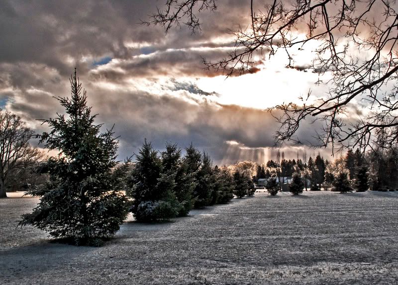 IMAGE: http://i83.photobucket.com/albums/j308/ndhernan/Canon%20G10%20Shots/PineTrees-1.jpg