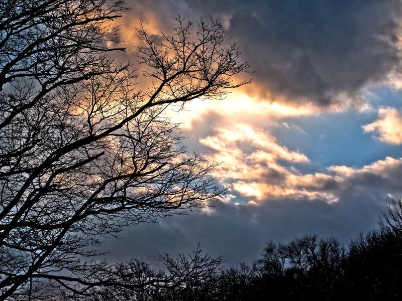 IMAGE: http://i83.photobucket.com/albums/j308/ndhernan/Canon%20G10%20Shots/TreesBranches-1.jpg