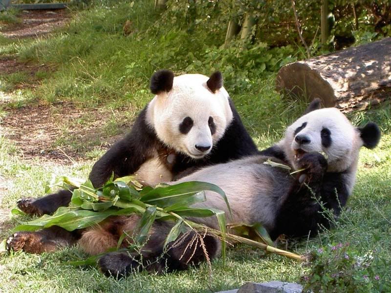 panda bears eating