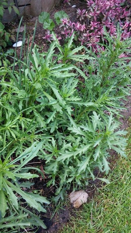 http://i83.photobucket.com/albums/j309/Cairnsie13/20150518_153015_zpss6nbjxpo.jpg