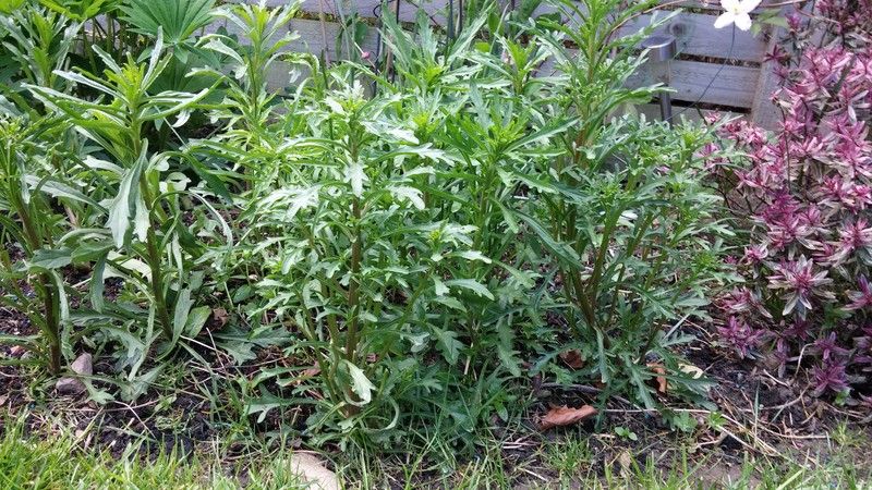 http://i83.photobucket.com/albums/j309/Cairnsie13/20150518_153019_zpskjhbl2vd.jpg