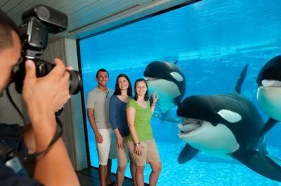 Seaworld Orlando Shamu Tours
