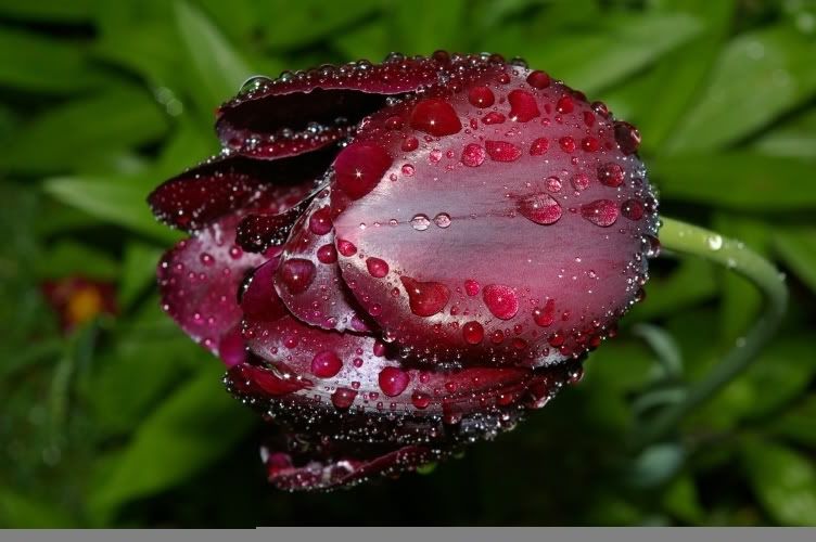 black tulip Pictures, Images and Photos