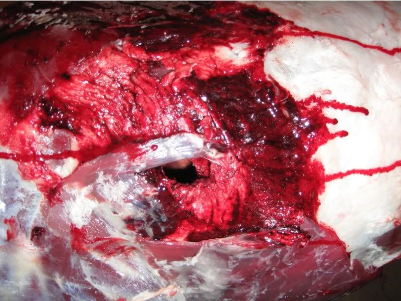 LeveRevolution.jpg?t=1273411189