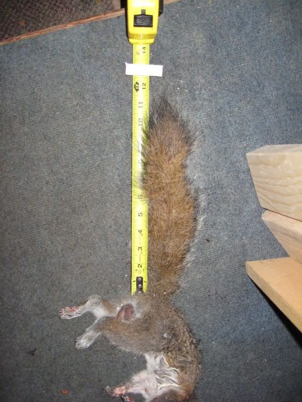 squirrel4.jpg