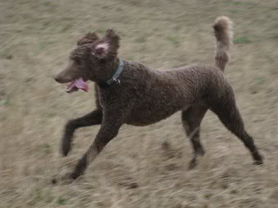 brody_running_800.jpg