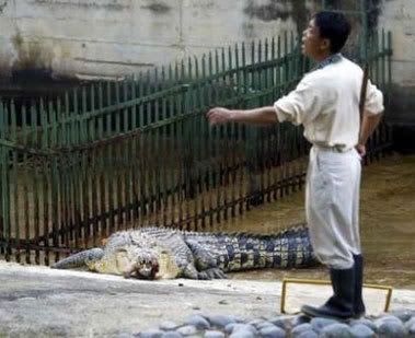 Crocodile Attack Singapore Picture on Crocodile Attack   Ktog   Kel Tec Owners Group Forum