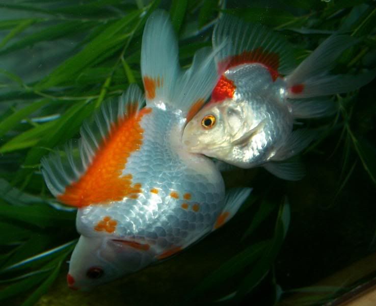 what do goldfish eggs look like. koi goldfish eggs spawning