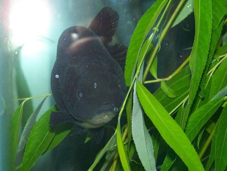 fantail goldfish eggs pictures. (see the eggs stuck on the