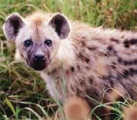 hyena Pictures, Images and Photos