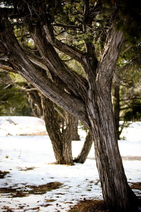 IMAGE: http://i83.photobucket.com/albums/j316/walkntheweb/IMG_0034_resize.jpg