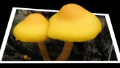 mushroomthumb.png