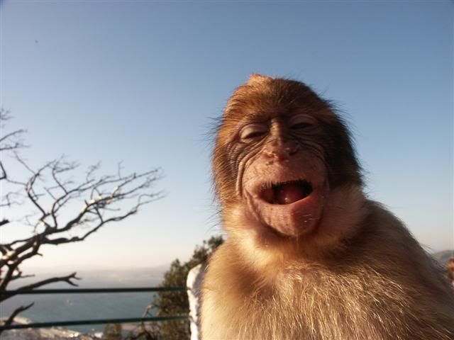 LaughingMonkey.jpg
