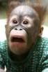mourningmonkey.jpg