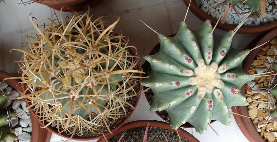 06y-ferocactus.jpg