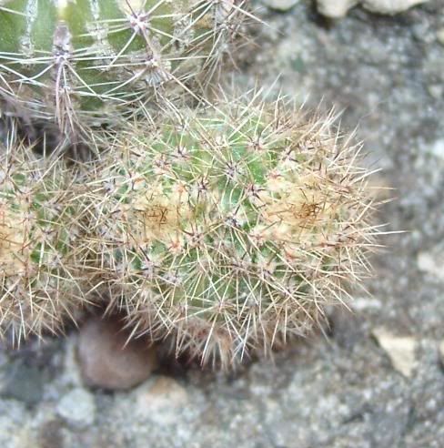 echinopsis.jpg