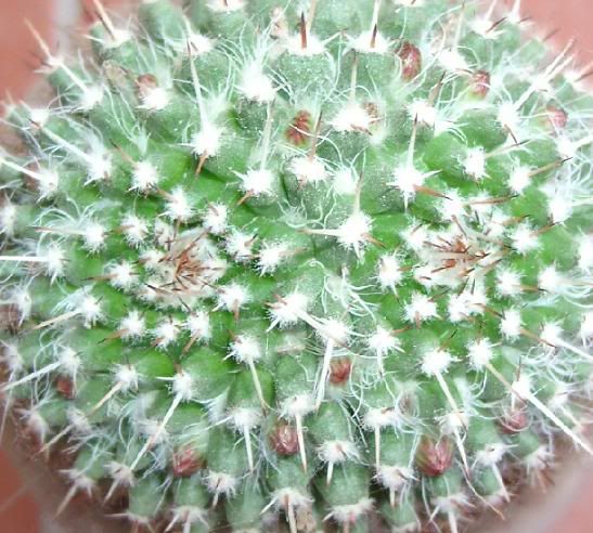 mammillaria.jpg