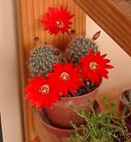 th_11-rebutia09.jpg