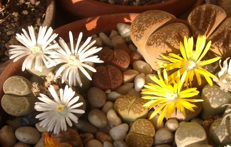 125-lithops11.jpg