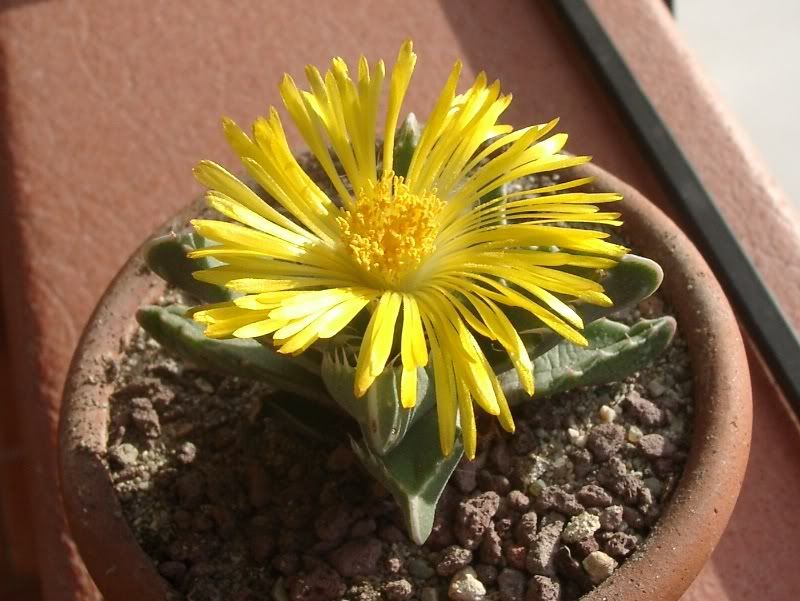 126-faucaria11.jpg