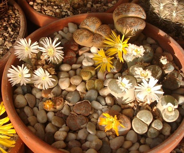 136-lithops12.jpg