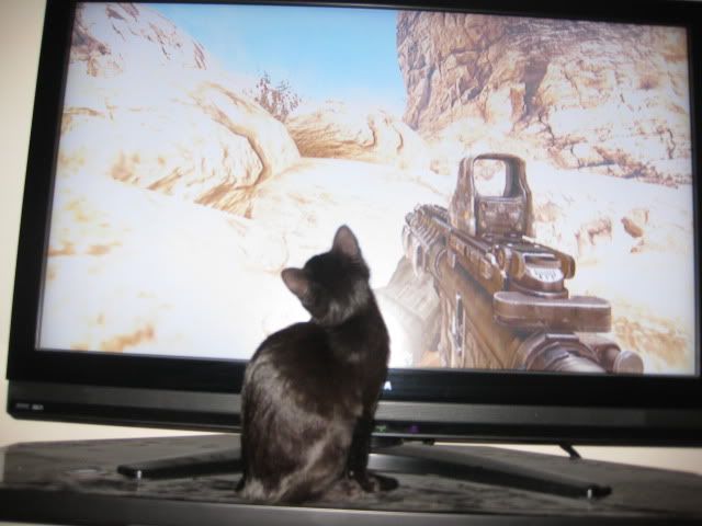 "Cat of Duty" or "Call of Kitty"? And right after a reload.