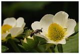 foto´s, aardbei, (fragaria), plant