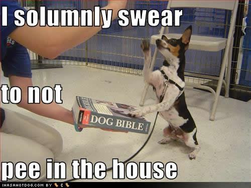 funny-dog-pictures-solumnly-swear.jpg