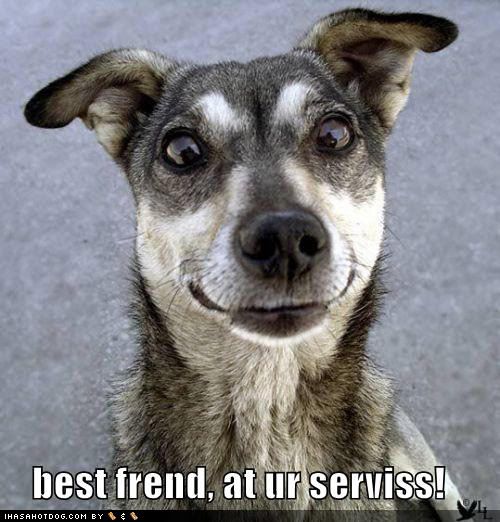 lol-dogs-funny-dog-picture-service.jpg