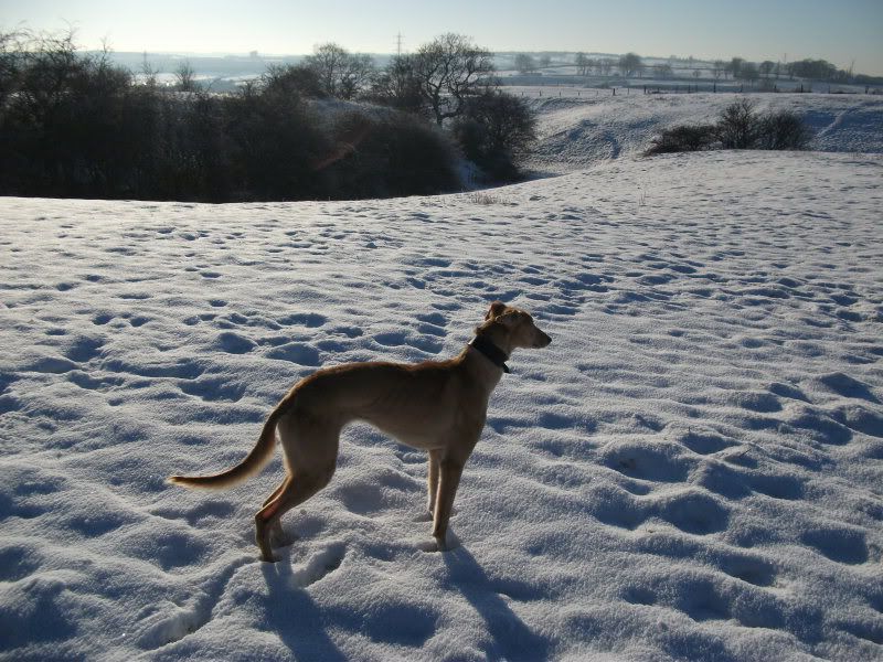 lurchers002.jpg